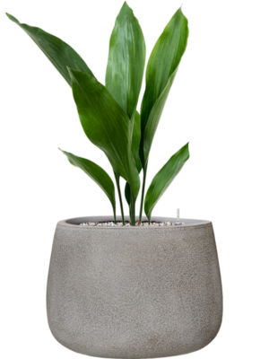 Aspidistra elatior en Antwerp