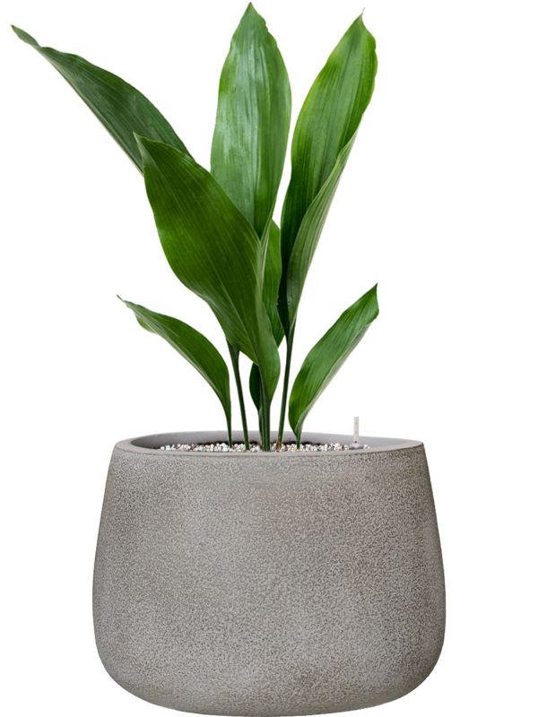 Aspidistra elatior en Antwerp, Private label