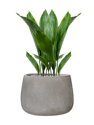 Aspidistra elatior en Antwerp