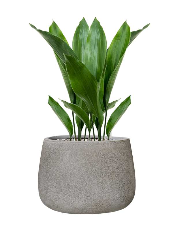 Aspidistra elatior en Antwerp, Private label