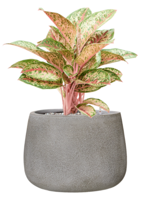 Aglaonema 'Painted Celebration' en Antwerp