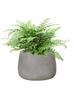 Asplenium dimorphum 'Parvati' en Antwerp