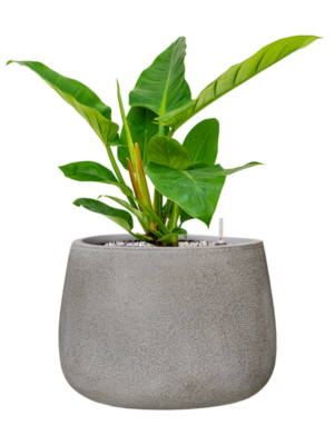 Philodendron 'Imperial Green' en Antwerp