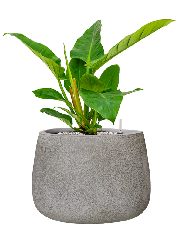 Philodendron 'Imperial Green' en Antwerp, Private label