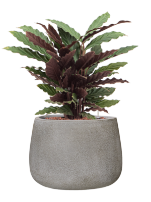 Calathea rufibarba 'Wavestar' en Antwerp