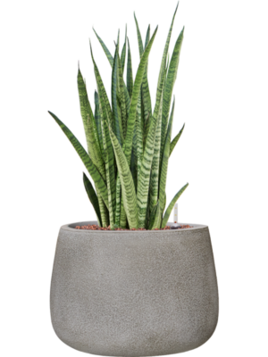 Sansevieria zeylanica 'Narrow' en Antwerp