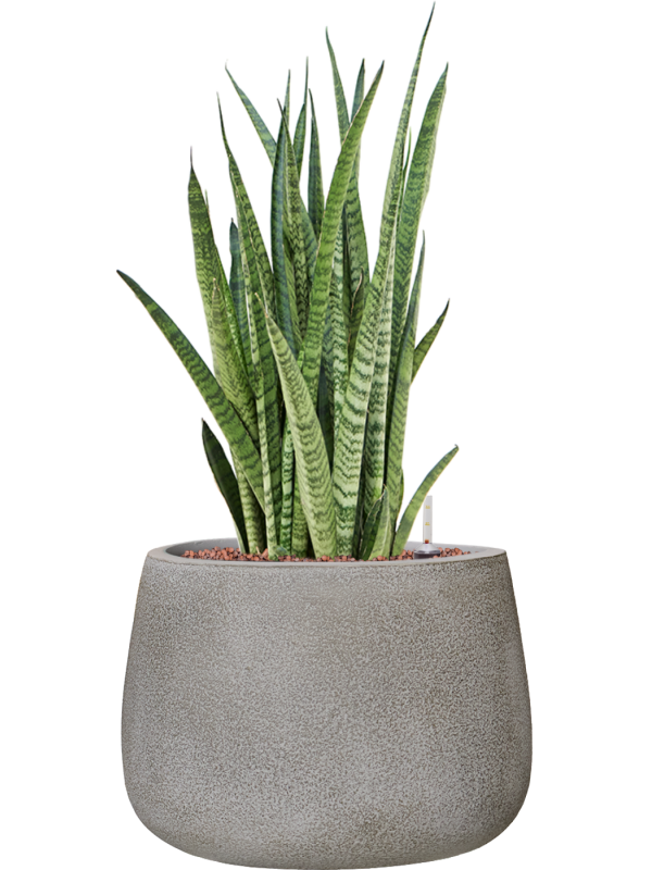Sansevieria zeylanica 'Narrow' en Antwerp, Private label