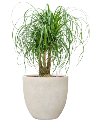 Beaucarnea recurvata en Antwerp