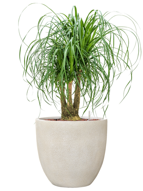 Beaucarnea recurvata en Antwerp, Private label
