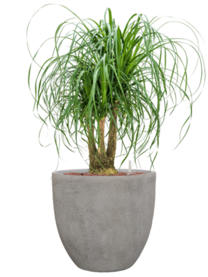 Beaucarnea recurvata en Antwerp