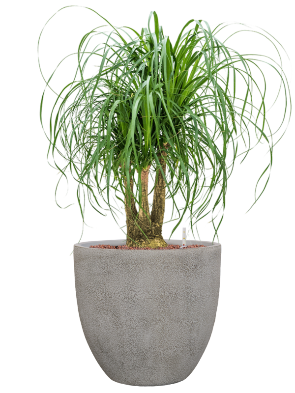 Beaucarnea recurvata en Antwerp, Private label
