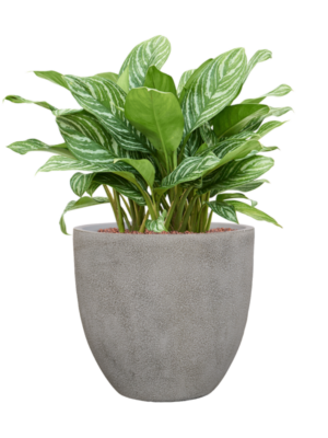 Aglaonema 'Stripes' en Antwerp