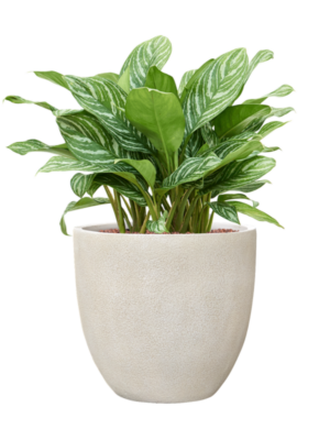 Aglaonema 'Stripes' en Antwerp