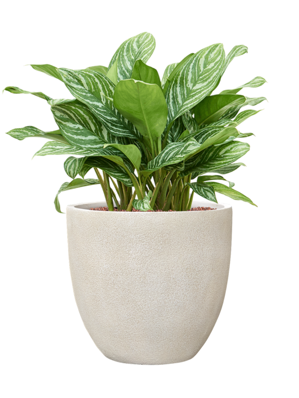 Aglaonema 'Stripes' en Antwerp, Private label