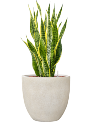 Sansevieria trifasciata 'Laurentii' en Antwerp