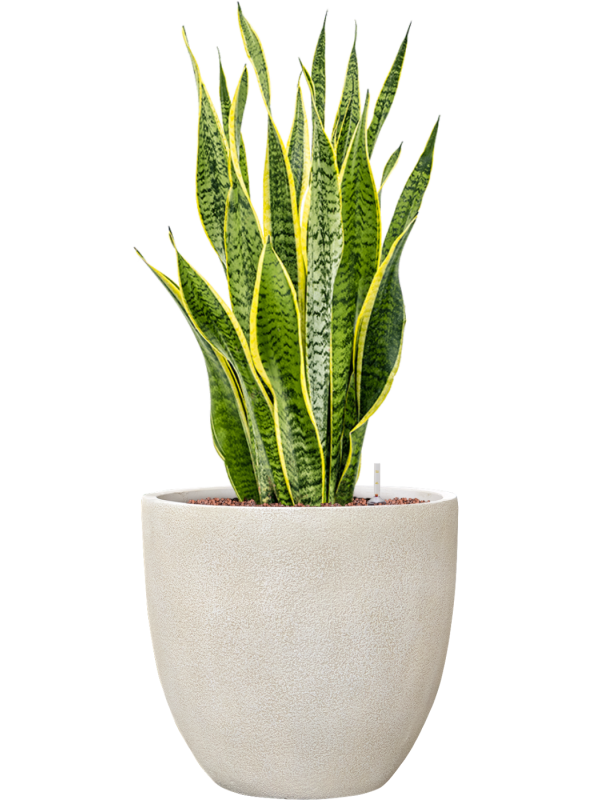 Sansevieria trifasciata 'Laurentii' en Antwerp, Private label