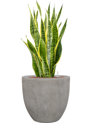 Sansevieria trifasciata 'Laurentii' en Antwerp