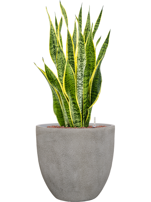 Sansevieria trifasciata 'Laurentii' en Antwerp, Private label
