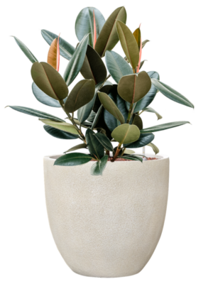 Ficus elastica 'Abidjan' en Antwerp