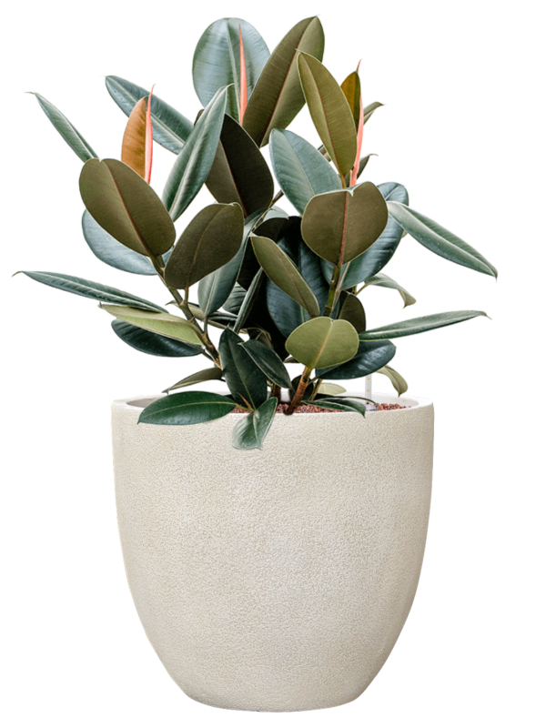 Ficus elastica 'Abidjan' en Antwerp, Private label