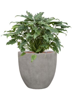 Philodendron 'Xanadu' en Antwerp