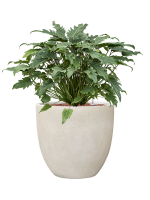 Philodendron 'Xanadu' en Antwerp