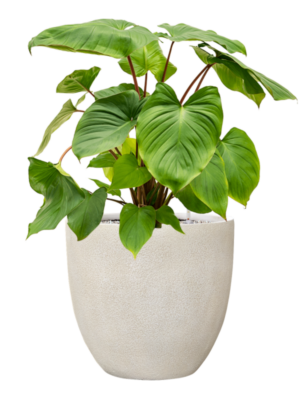 Homalomena rubescens 'Maggy en Antwerp