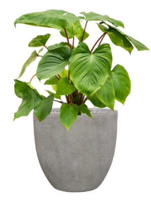 Homalomena rubescens 'Maggy en Antwerp