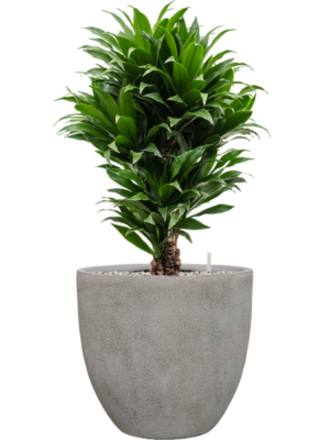 Dracaena fragrans 'Compacta' en Antwerp