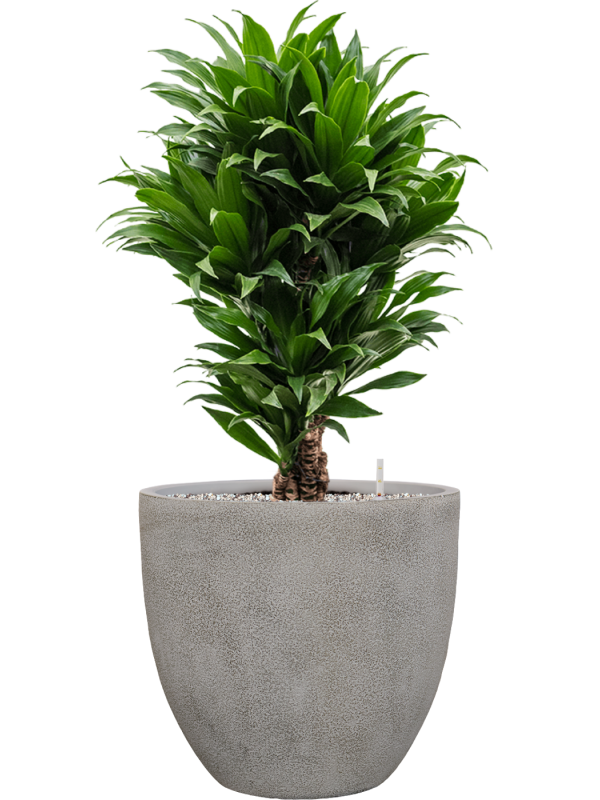 Dracaena fragrans 'Compacta' en Antwerp, Private label