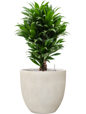 Dracaena fragrans 'Compacta' en Antwerp