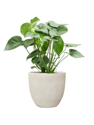 Monstera deliciosa en Antwerp