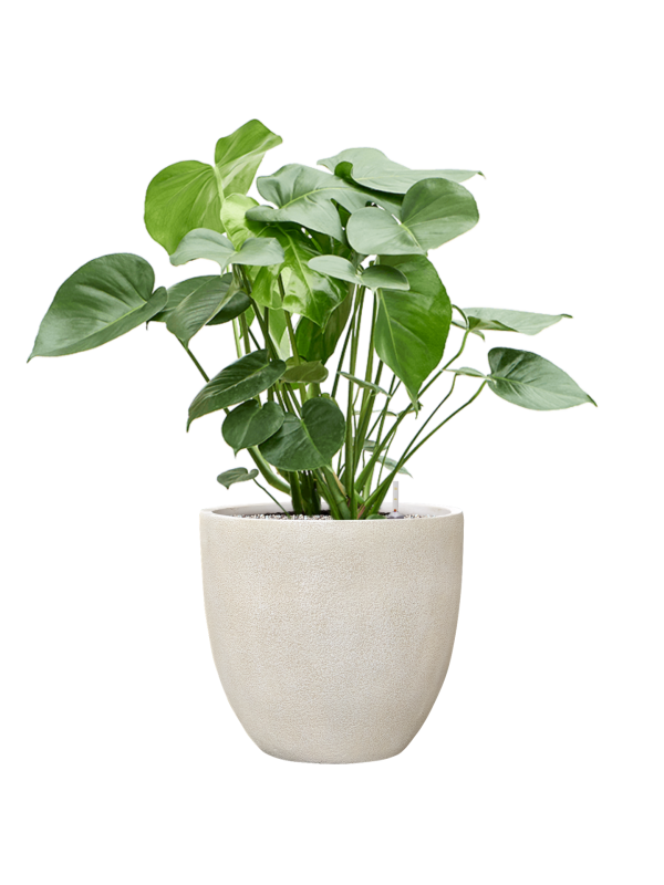 Monstera deliciosa en Antwerp, Private label