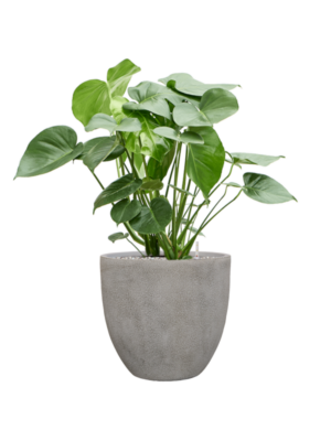 Monstera deliciosa en Antwerp