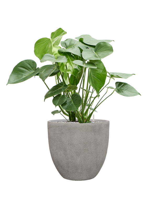 Monstera deliciosa en Antwerp, Private label