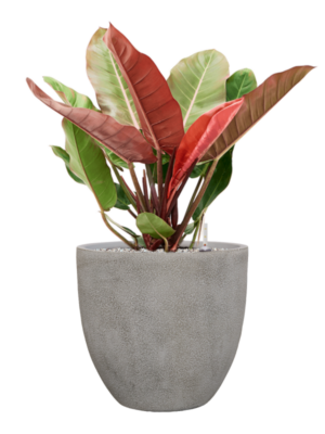Philodendron 'Prince of Orange' en Antwerp