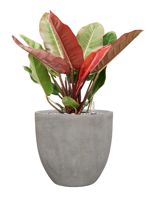 Philodendron 'Prince of Orange' en Antwerp, Private label