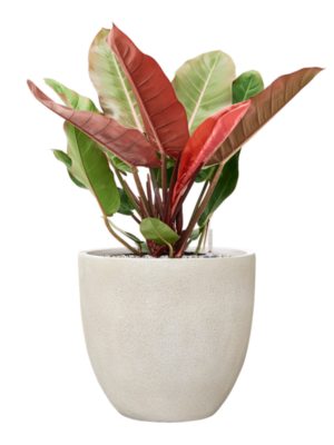Philodendron 'Prince of Orange' en Antwerp