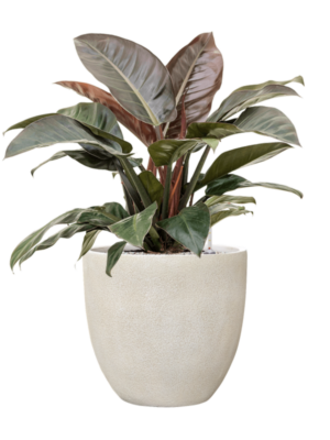 Philodendron 'Imperial Red' en Antwerp