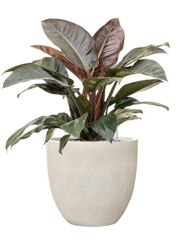 Philodendron 'Imperial Red' en Antwerp, Private label