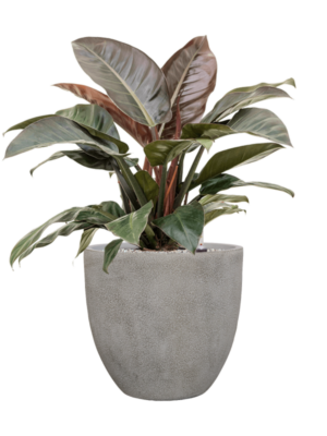 Philodendron 'Imperial Red' en Antwerp