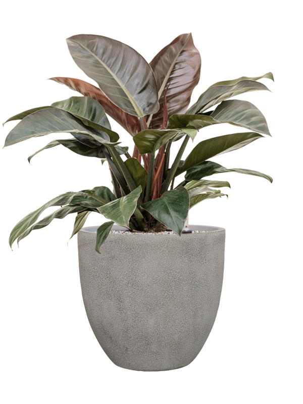 Philodendron 'Imperial Red' en Antwerp, Private label