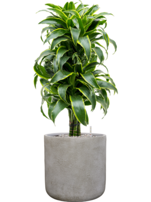 Dracaena fragrans 'Dorado' en Antwerp