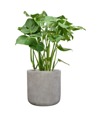 Monstera deliciosa en Antwerp