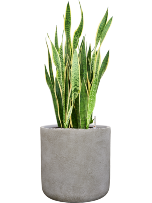 Sansevieria trifasciata 'Laurentii' en Antwerp