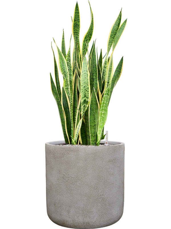 Sansevieria trifasciata 'Laurentii' en Antwerp, Private label
