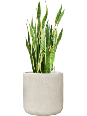 Sansevieria trifasciata 'Laurentii' en Antwerp