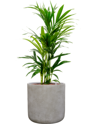 Kentia (Howea) forsteriana en Antwerp