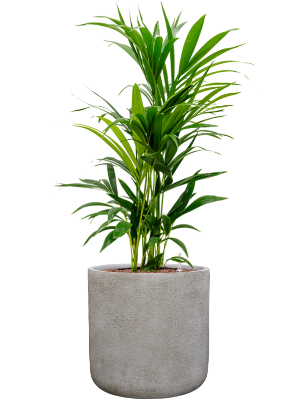 Kentia (Howea) forsteriana en Antwerp, Private label