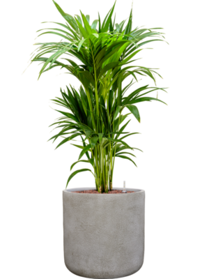 Kentia (Howea) forsteriana en Antwerp
